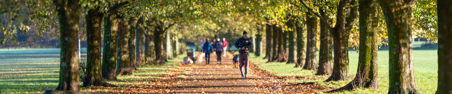 People walk on a tree-lined pathway